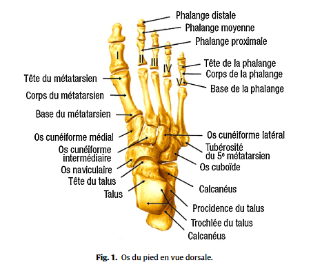 Guide Pour Un Diagnostic Dune Douleur Du Pied Chez Ladulte - 