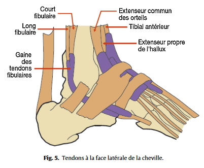 Guide pour un diagnostic d'une douleur du pied chez l'adulte ...