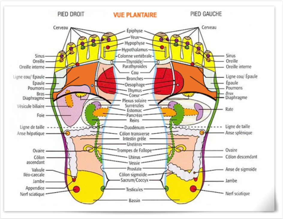 réflexologie des pieds