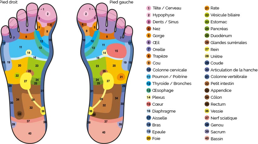 Formation De R flexologie Plantaire Aix en Provence Proformed Formation De R flexologie Plantaire Aix en Provence Proformed